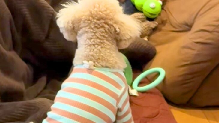 眠っていたら、犬が『遊んでほしい』とおもちゃを持ってきて…まさかの『お供え物』を添える光景が11万再生「パパもお疲れ」「なんて健気」(ブログ)