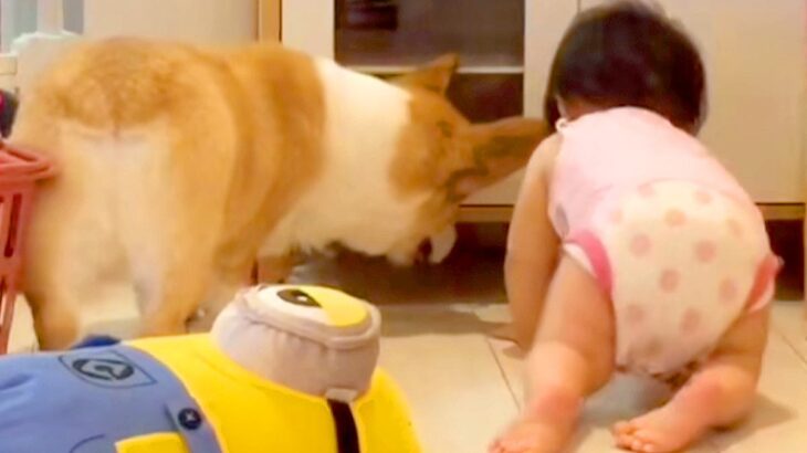 隙間に入ったおもちゃが取れなかった赤ちゃんと犬→成長すると…あまりにも平和な『助け合いの光景』が124万再生「ほっこり」「嬉しそう」(ブログ)