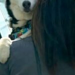 1年ぶりに『苦手な階段』に来たハスキー犬→『久々だし上れるかも』と思ったら…見た目と真逆な『まさかの光景』が34万再生「永遠の赤ちゃん」(ブログ)