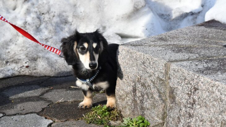 犬が『臆病な性格』かどうか確認する方法とは？怖がりなワンコに育つNG行為まで解説(ブログ)