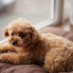 犬が短命になる飼い主の『親バカ行為』5選　愛犬の健康に悪影響を与える危険行為とは？(ブログ)