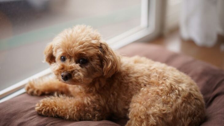 犬が短命になる飼い主の『親バカ行為』5選　愛犬の健康に悪影響を与える危険行為とは？(ブログ)