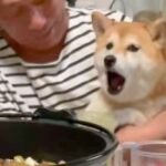 普段はそっけない犬→目の前で『他の犬を可愛がった』結果…思っていたのと違う『ツンデレすぎる光景』が25万再生「可愛すぎる」「柴あるある」(ブログ)