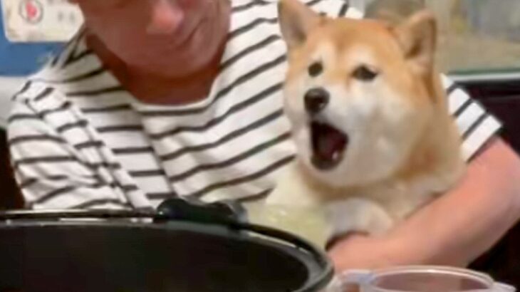 普段はそっけない犬→目の前で『他の犬を可愛がった』結果…思っていたのと違う『ツンデレすぎる光景』が25万再生「可愛すぎる」「柴あるある」(ブログ)