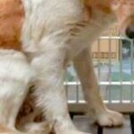 偶然『処分確定の保護犬』を発見→頭から離れず、往復1500kmを…『感動的な物語』と『2年後の表情』に反響「別犬みたい」「幸せそう」(ブログ)