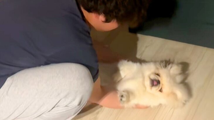『眠すぎてお布団に行けない』と駄々をこねる犬→仕方ないので、ベッドまで…赤ちゃんすぎる光景が29万再生「素敵な過保護ｗ」「されるがまま」(ブログ)