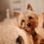 ヨークシャーテリアのお腹や耳が真っ黒に…これって治るの？【獣医師執筆】(ブログ)