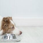 犬が『ご飯を食べてくれない』理由4つ　今すぐに病院へ行くべき状態とは？(ブログ)