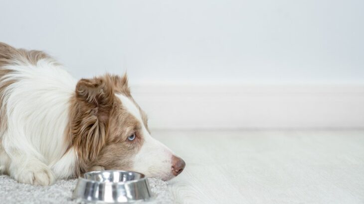 犬が『ご飯を食べてくれない』理由4つ　今すぐに病院へ行くべき状態とは？(ブログ)