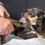 犬が不幸になる飼い主の『甘やかし行動』5つ　間違った対応が取り返しのつかない事態を招くことも…(ブログ)