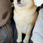 車の後部座席から運転席を覗く犬→戻ろうとしたら、お腹がつっかえてしまい…まさかのハプニングが23万いいね「反則級の可愛さ」「ジタバタｗ」(ブログ)