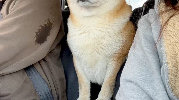 車の後部座席から運転席を覗く犬→戻ろうとしたら、お腹がつっかえてしまい…まさかのハプニングが23万いいね「反則級の可愛さ」「ジタバタｗ」(ブログ)