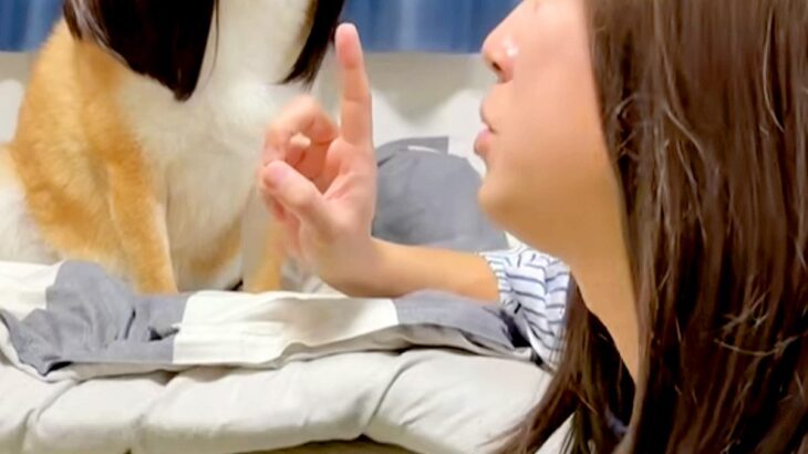 OLごっこをするため『犬にカツラを被せた』結果→あまりにも似合いすぎている光景が538万再生「北川景子で草」「髪かきあげてて爆笑ｗｗ」(ブログ)