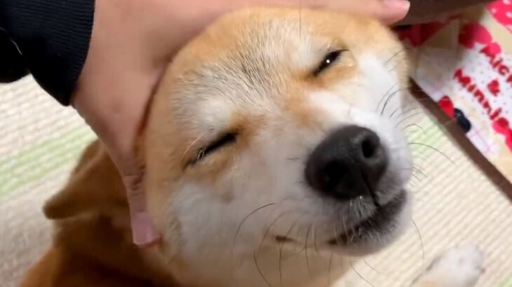 とんでもなく幸せそうな顔で甘える犬→撫でるのをやめた瞬間…想像を超える『表情の変化』が70万再生「分かりやすくて可愛いｗ」「怒ってるｗ」(ブログ)