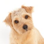 犬が頭を傾けるのは『病気のサイン』かも？回復の分かれ目を見極めるポイントを解説【獣医師執筆】(ブログ)