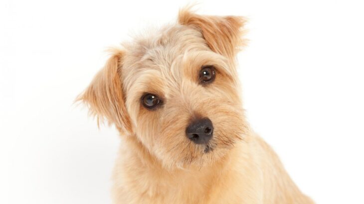 犬が頭を傾けるのは『病気のサイン』かも？回復の分かれ目を見極めるポイントを解説【獣医師執筆】(ブログ)
