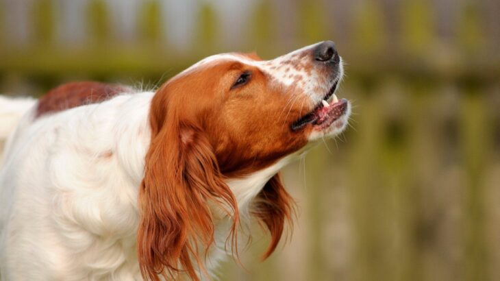 犬の『鳴き声』でわかる心理5つ　何を伝えようとしているの？判断する方法まで(ブログ)