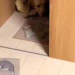 深夜、明日の遠足が楽しみすぎて『玄関で待機する大型犬』→『今日じゃないよ』と伝えた結果…子供のような光景が26万再生「涙出た」「尊い…」(ブログ)