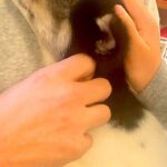 『犬を飼うのだけはダメ』と大反対していた父→保護犬を抱っこした瞬間に…『素敵すぎる展開』が14万再生「マジで尊い」「いい父ちゃん」と感動(ブログ)
