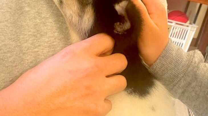 『犬を飼うのだけはダメ』と大反対していた父→保護犬を抱っこした瞬間に…『素敵すぎる展開』が14万再生「マジで尊い」「いい父ちゃん」と感動(ブログ)
