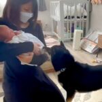 出産のため入院していた女性→退院後、赤ちゃんと一緒に家に帰ったら『犬』が…尊すぎる『初対面の光景』に反響「優しいお兄ちゃんになりそう」(ブログ)
