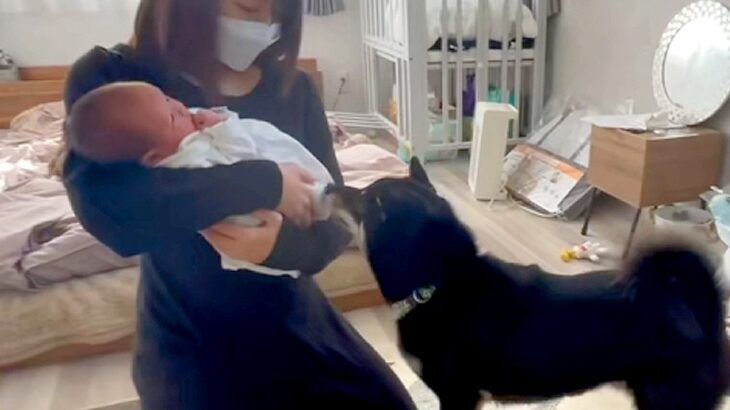 出産のため入院していた女性→退院後、赤ちゃんと一緒に家に帰ったら『犬』が…尊すぎる『初対面の光景』に反響「優しいお兄ちゃんになりそう」(ブログ)