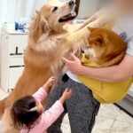 豆柴を抱っこしていたら、1歳の女の子と大型犬が『羨ましい』と訴えて…可愛すぎる『赤ちゃん返りの瞬間』が10万再生「なんて平和な家族…」(ブログ)