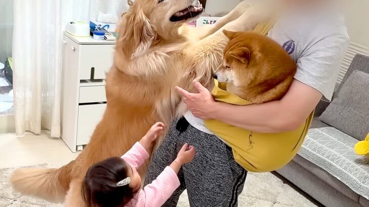 豆柴を抱っこしていたら、1歳の女の子と大型犬が『羨ましい』と訴えて…可愛すぎる『赤ちゃん返りの瞬間』が10万再生「なんて平和な家族…」(ブログ)