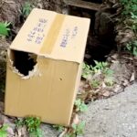 『ダンボールに閉じ込められ、捨てられた子犬たちがいる』と連絡があり…壮絶な出会いと『現在の光景』に思わず涙「顔が全然違う」「ありがとう」(ブログ)