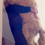 階段を降りられない大型犬→毎朝、パパに甘えんぼして…見た目と裏腹な『赤ちゃんすぎる光景』が502万再生「自分の大きさわかってなさそうｗ」(ブログ)