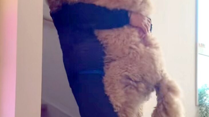 階段を降りられない大型犬→毎朝、パパに甘えんぼして…見た目と裏腹な『赤ちゃんすぎる光景』が502万再生「自分の大きさわかってなさそうｗ」(ブログ)