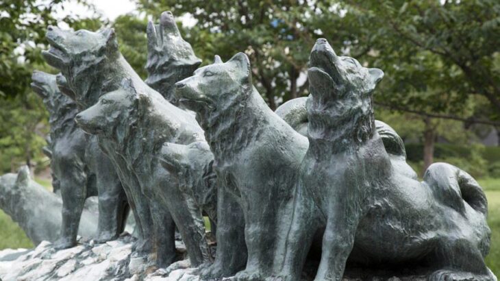 樺太犬｜犬種の特徴と性格、有名な理由や現在の状況まで解説(ブログ)