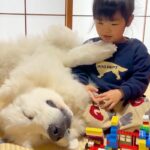 レゴで遊ぶ3歳の女の子→隣で爆睡していた超大型犬が、寝ぼけて…ギャップがありすぎる『赤ちゃんな光景』が31万再生「微笑ましい」「最高」(ブログ)