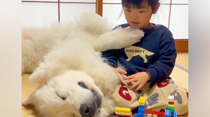 レゴで遊ぶ3歳の女の子→隣で爆睡していた超大型犬が、寝ぼけて…ギャップがありすぎる『赤ちゃんな光景』が31万再生「微笑ましい」「最高」(ブログ)