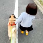 小さな女の子と一緒にお散歩をする犬→距離感がわからず、近づいたら…愛おしすぎるハプニングが286万再生「かわいい当たり屋ｗ」「仲良し」(ブログ)