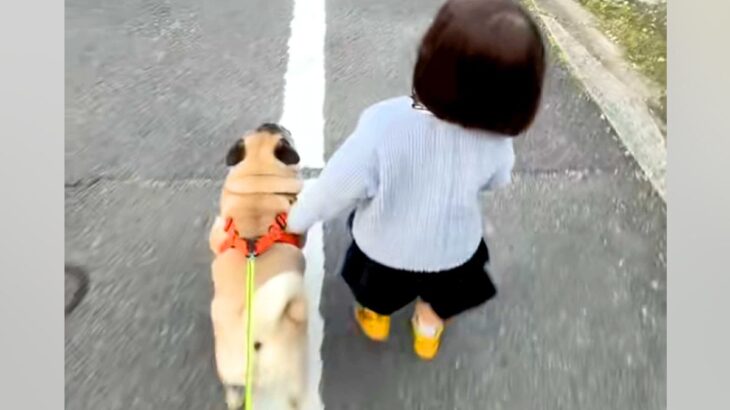 小さな女の子と一緒にお散歩をする犬→距離感がわからず、近づいたら…愛おしすぎるハプニングが286万再生「かわいい当たり屋ｗ」「仲良し」(ブログ)