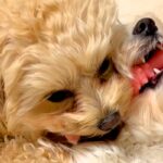 1つのおもちゃを取り合う2匹の犬→お互いに疲れてしまい、いつのまにか…とんでもなく尊い『まさかの展開』が20万再生「可愛すぎ」「ずるい」(ブログ)