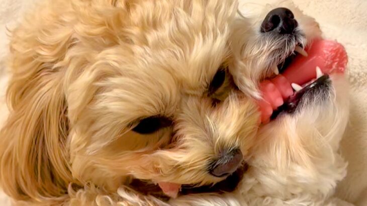 1つのおもちゃを取り合う2匹の犬→お互いに疲れてしまい、いつのまにか…とんでもなく尊い『まさかの展開』が20万再生「可愛すぎ」「ずるい」(ブログ)