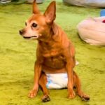 4年前から歩けなくなってしまった老犬→それでも嬉しそうにして…勇気を貰える『今を全力で生きる光景』に感動続々「最高に幸せ」「長生きして」(ブログ)