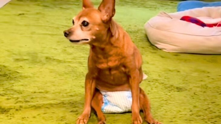 4年前から歩けなくなってしまった老犬→それでも嬉しそうにして…勇気を貰える『今を全力で生きる光景』に感動続々「最高に幸せ」「長生きして」(ブログ)