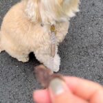 『オヤツ食べる？』と犬に聞いた結果→『喜ぶかな』と思っていたら…想像と違った『態度』が30万表示「薄目で見てて草」「プライド感じるｗｗ」(ブログ)