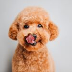 犬が『飼い主を舐める』心理5選　しつこくペロペロしてくる場合の適切な対応まで(ブログ)