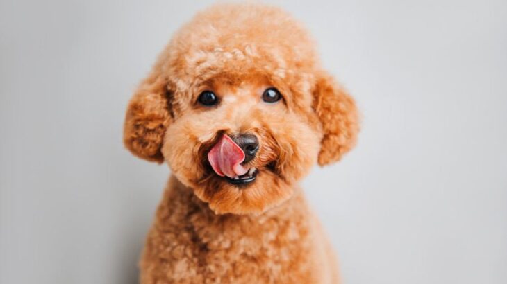 犬が『飼い主を舐める』心理5選　しつこくペロペロしてくる場合の適切な対応まで(ブログ)