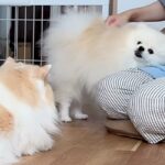 朝、寝起きだと『甘えん坊』になる犬と猫→飼い主のもとに集まって…幸せすぎる『素敵なひととき』が10万再生「羨ましい」「モフるの忙しいｗ」(ブログ)