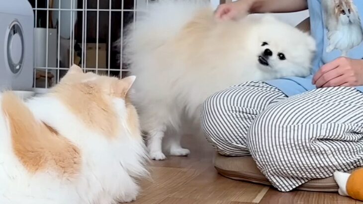 朝、寝起きだと『甘えん坊』になる犬と猫→飼い主のもとに集まって…幸せすぎる『素敵なひととき』が10万再生「羨ましい」「モフるの忙しいｗ」(ブログ)