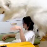 超大型犬が『子犬の気持ちのまま成長した』結果→自分の大きさを理解しておらず…『まさかの光景』が827万再生「ボコボコで草」「幸せそうｗ」(ブログ)