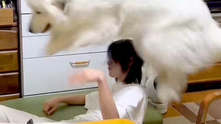 超大型犬が『子犬の気持ちのまま成長した』結果→自分の大きさを理解しておらず…『まさかの光景』が827万再生「ボコボコで草」「幸せそうｗ」(ブログ)