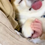 小さな赤ちゃんとお昼寝する犬→おててを繋ぎながら…あまりにも似ている『尊い寝顔』に26万再生の反響「疲れが吹っ飛んだ」「なんて幸せ…」(ブログ)