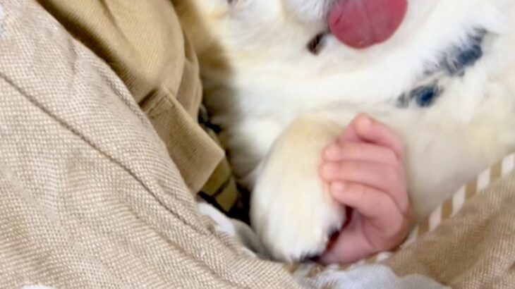 小さな赤ちゃんとお昼寝する犬→おててを繋ぎながら…あまりにも似ている『尊い寝顔』に26万再生の反響「疲れが吹っ飛んだ」「なんて幸せ…」(ブログ)
