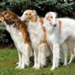 『美しい見た目をしている犬種』5選 　容姿端麗なワンコの特徴や飼う前に知っておくべきことまで(ブログ)